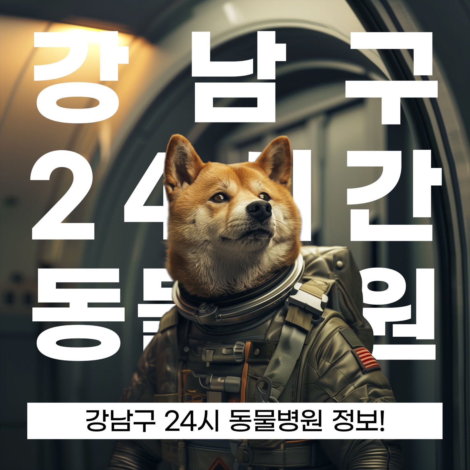 서울 강남구 24시 동물병원, 연중무휴 동물병원