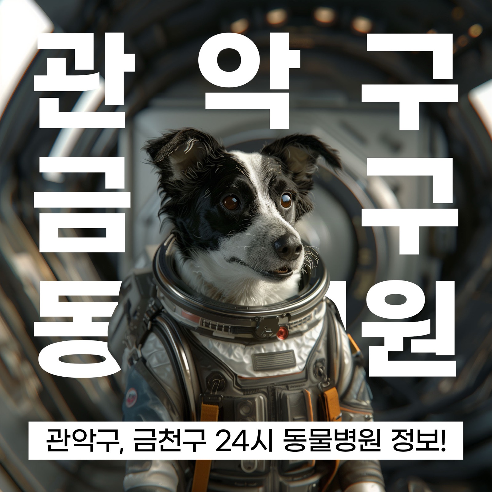 서울 관악구 24시 동물병원 및 금천구 24시 동물병원, 연중무휴 동물병원